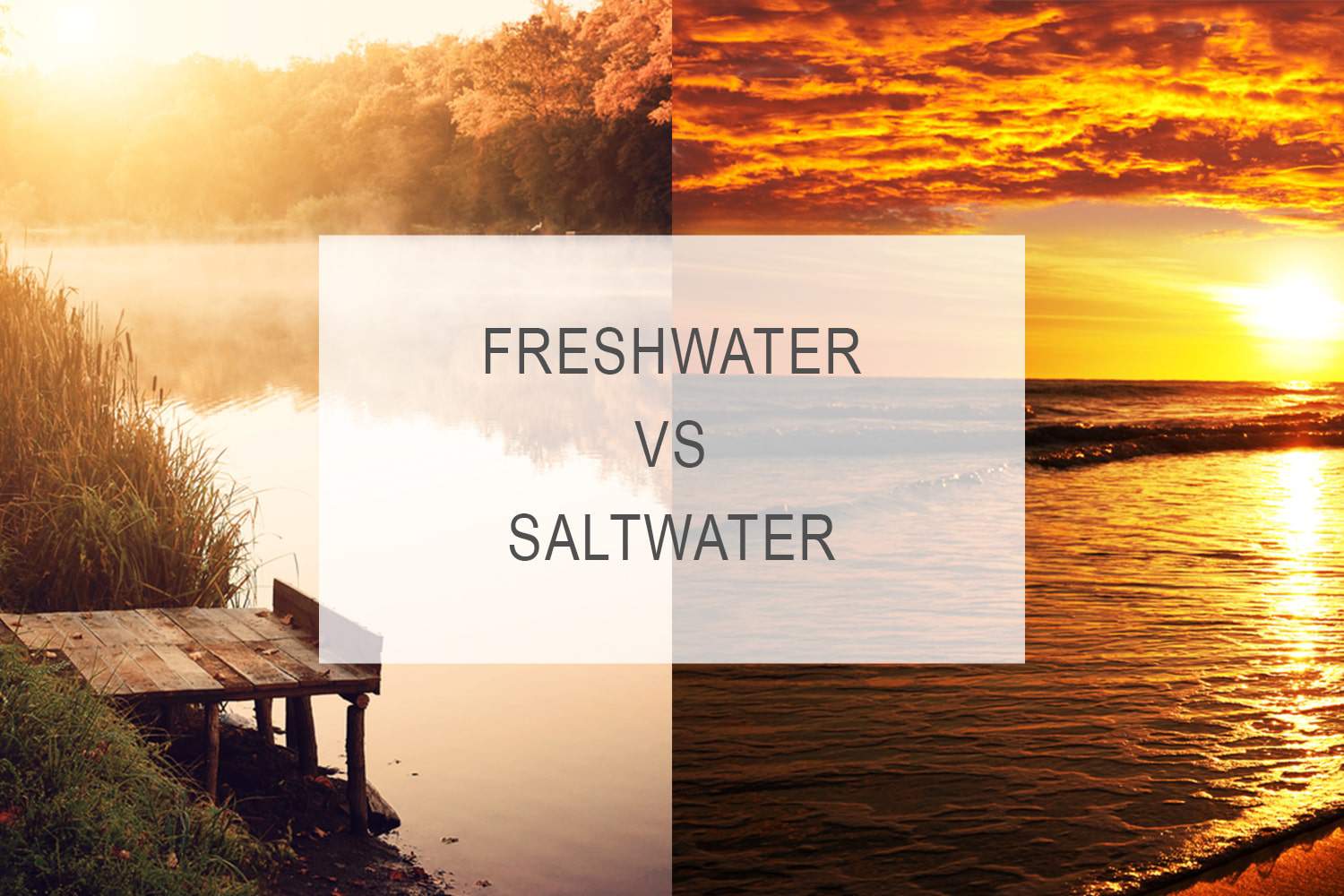 freshwater vs salt water