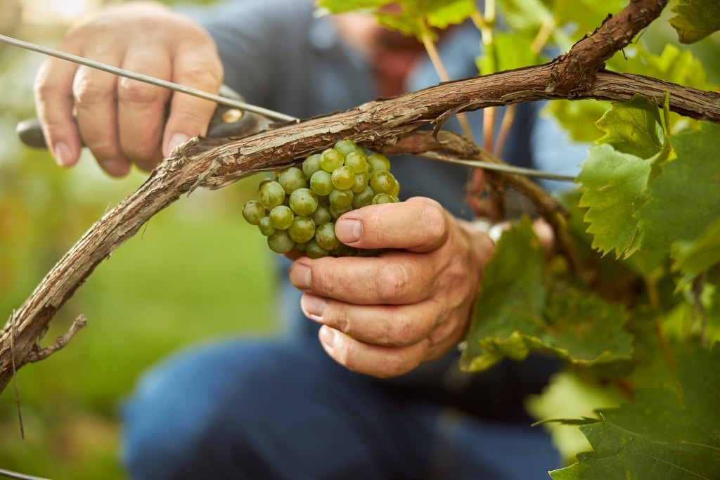 pruning